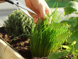 «Создайте участок мечты – бесплатный курс» от SkillBox